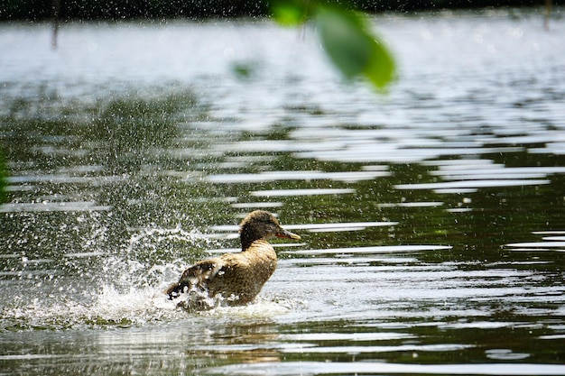 Pato Mallard nadando en un lago