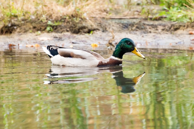 Pato Mallard nadando en un lago