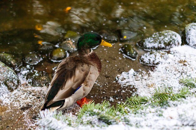 Pato Mallard en el parque de la ciudad