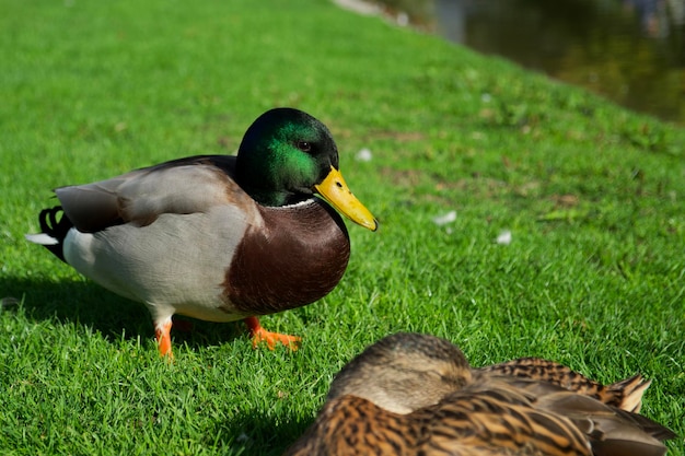 pato mallard se queda en la hierba verde cerca del agua y disfruta del sol
