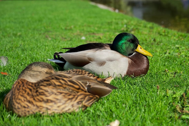 pato mallard yace sobre la hierba verde cerca del agua y disfruta del sol
