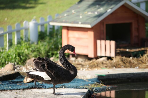 Foto pato-mallardo em uma terra