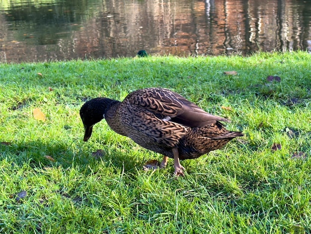 Foto el pato mallardo europeo de pie en la hierba junto al lago