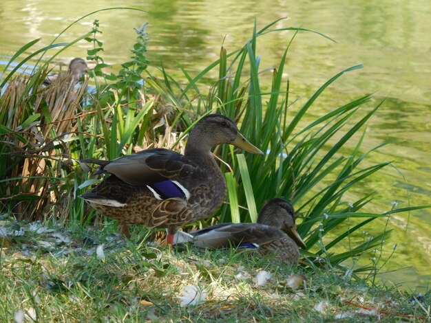 Foto pato mallardo en el lago