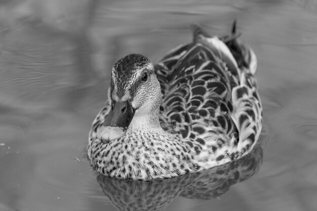 Foto el pato mallardo nadando en el lago