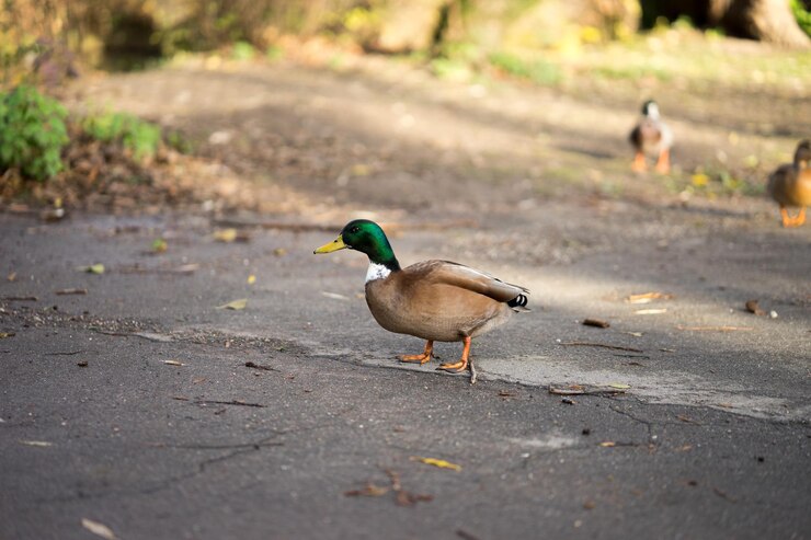 Foto pato-mallardo no caminho do parque