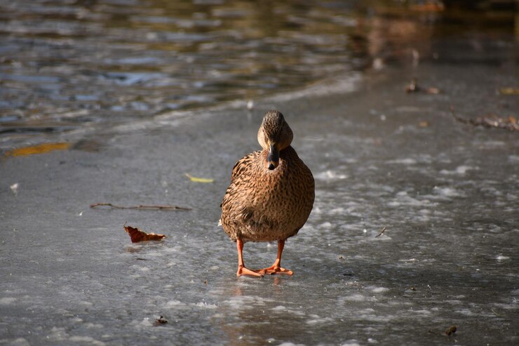 Foto pato-mallardo no lago