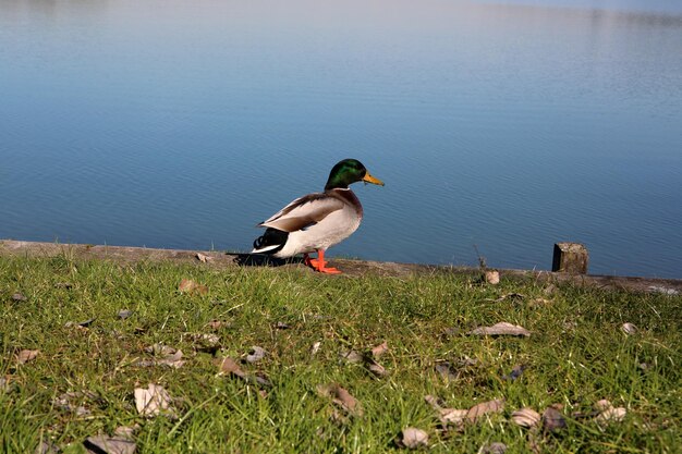 Pato mallardo en la orilla del lago