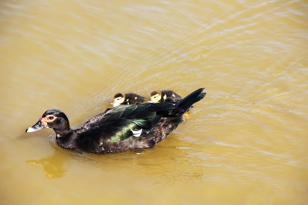 Pato mamá con patitos