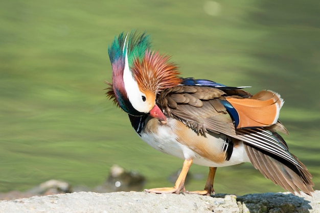 Pato mandarim isolado no fundo verde da água