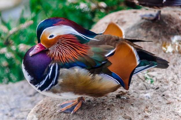 pato mandarim macho (Aix galericulata)