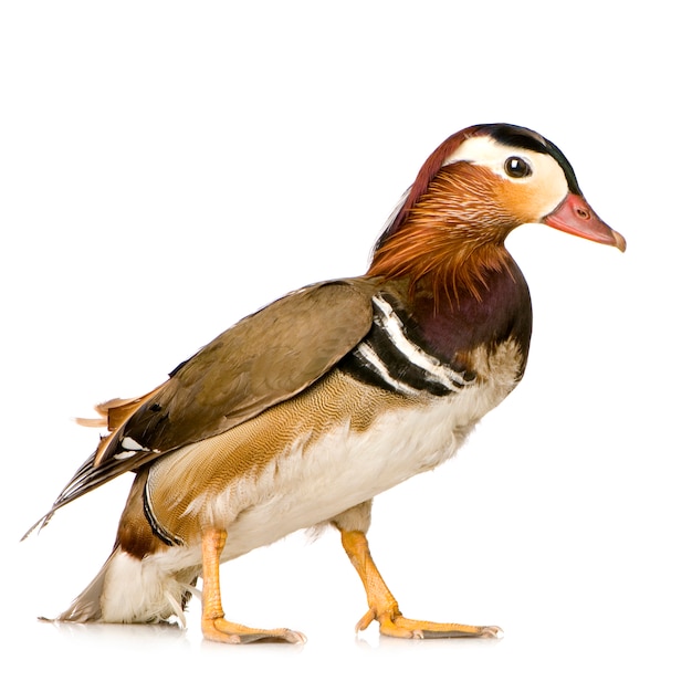 Pato mandarim na frente de um fundo branco