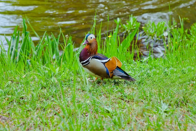 Foto pato mandarim