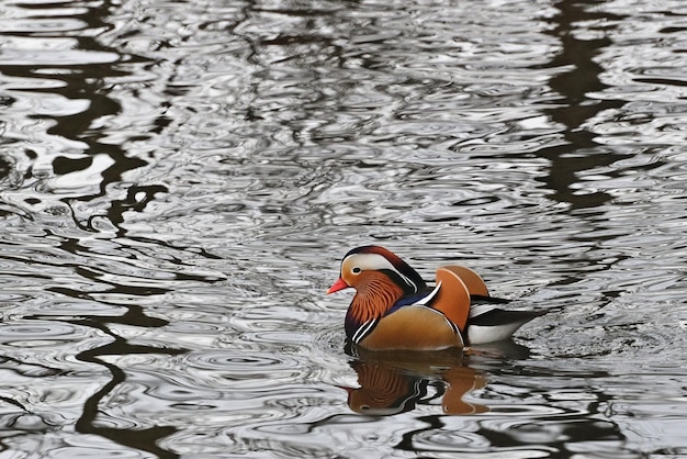 pato mandarín en el agua