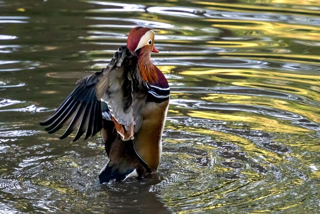 Pato mandarín (Aix galericulata) en el lago en Tilgate Park en Sussex