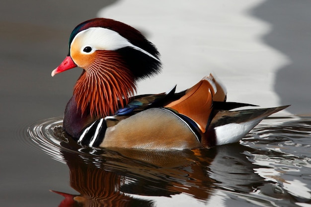 El pato mandarín Aix galericulata