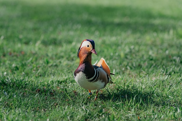 El pato mandarín camina por el prado por la mañana.