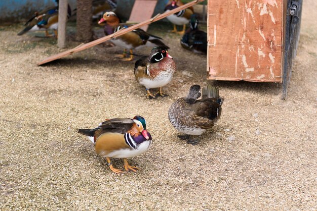 Foto pato mandarín macho (aix galericulata) de pie