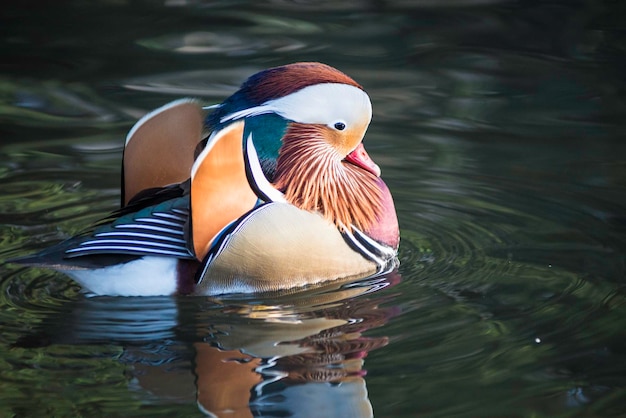 El pato mandarín nadando en el lago