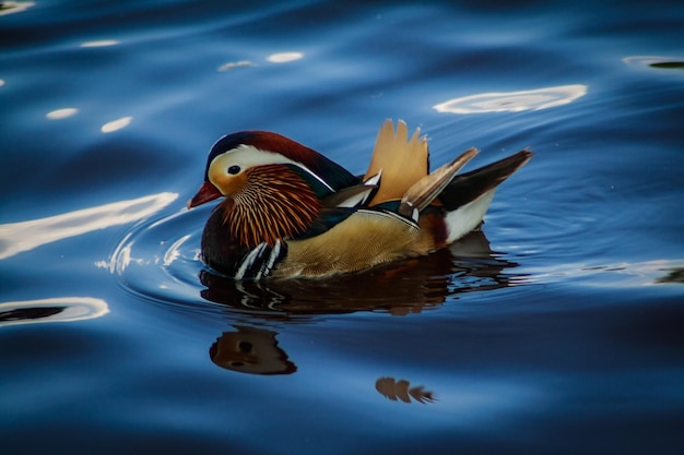 El pato mandarín nadando en el lago