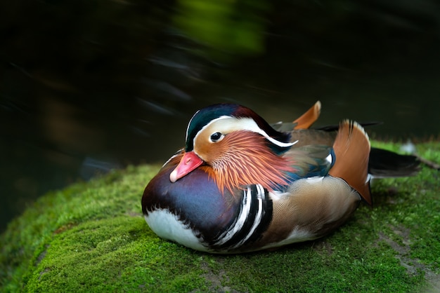 Pato mandarín en roca musgo