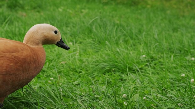 Pato mandarín sobre hierba verde Hermoso pato salvaje con plumaje marrón anaranjado