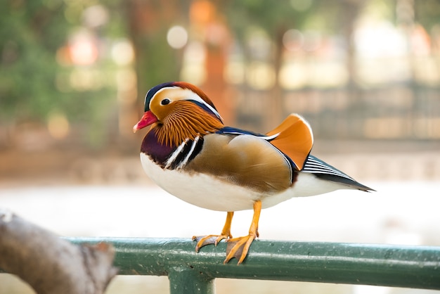 pato mandarín en el suelo marrón en primavera, aves y animales en la vida silvestre.