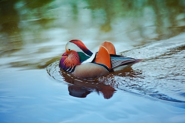 Foto pato mandarín