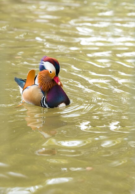 Pato mandarino no chão marrom na primavera, Pássaros e animais na vida selvagem.