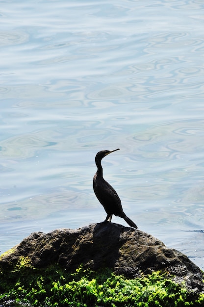 Pato-marinho em uma pedra. pato no fundo de um mar calmo.