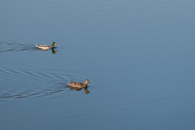 Pato marrom está nadando nas águas azuis do lago
