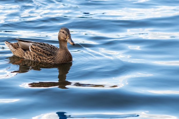 Foto pato marrom está nadando nas águas azuis do lago