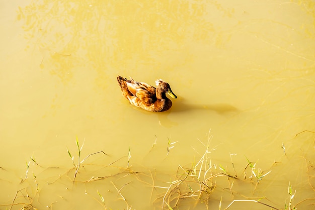 Foto pato marrón flotando en el estanque en un entorno natural, a la luz del día