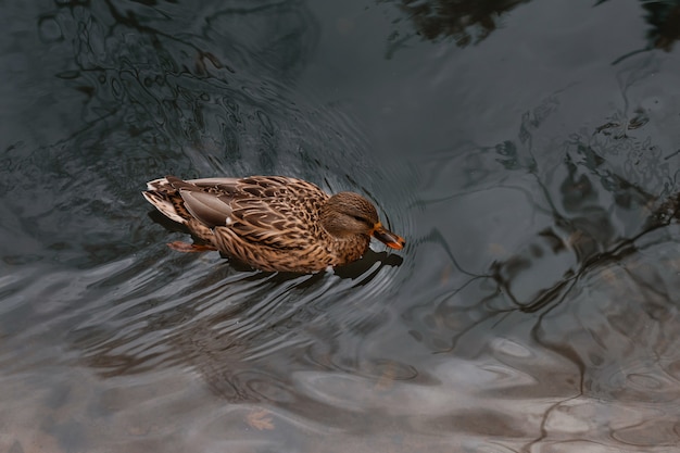 Pato marrón en un lago en un parque de la ciudad en otoño