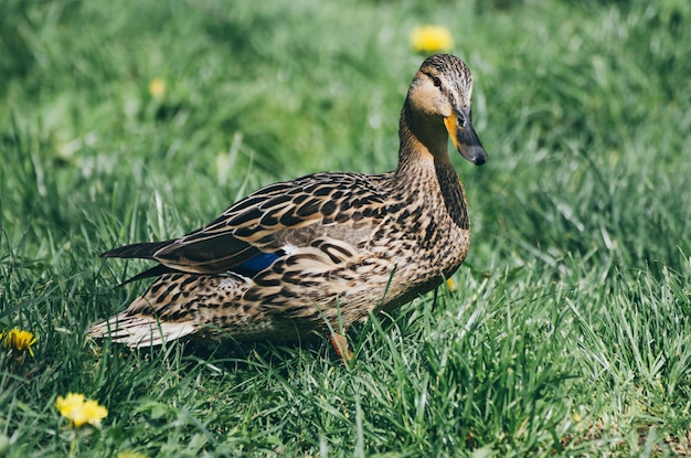 Pato marrón solo