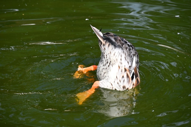 Pato mergulhando na lagoa para comer