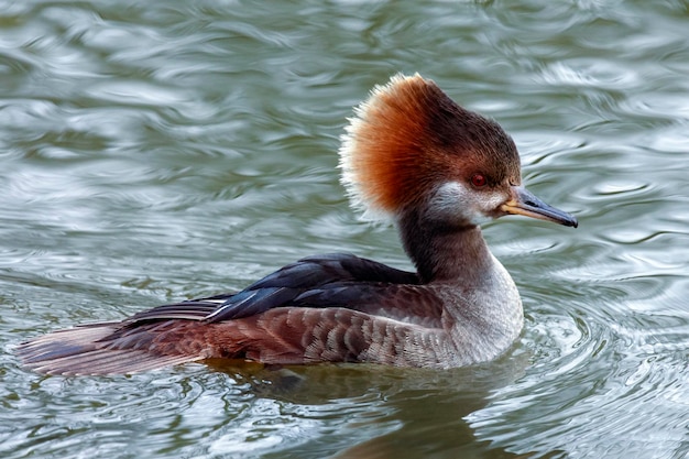 Pato-mergulhão encapuzado Lophodytes cucullatus