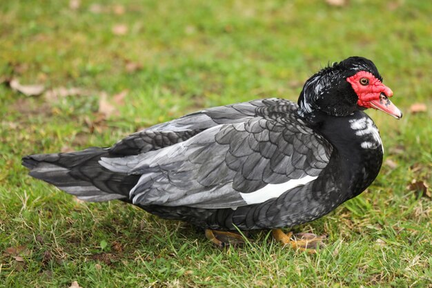 Foto el pato moscovito cairina moschata es un macho solo en el césped