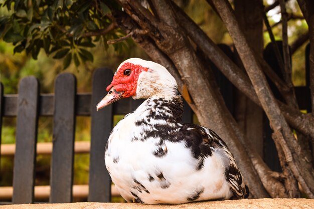 Pato Moscovy (Cairina moschata)