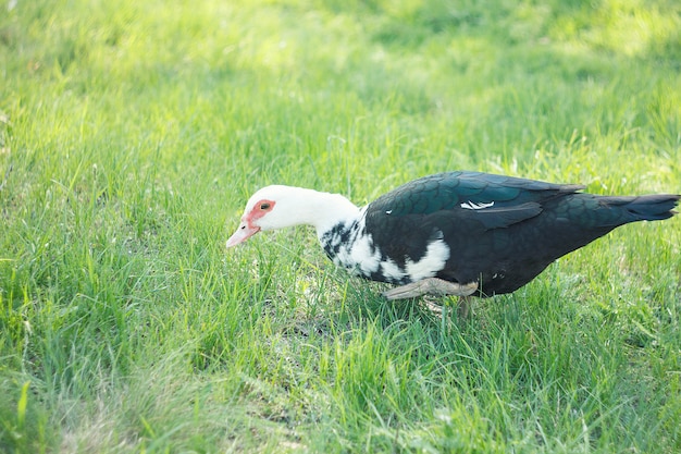 pato mudo de pastoreo en un prado verde. pato salvaje en un prado verde de pastoreo