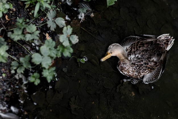 Pato muerto en el estanque