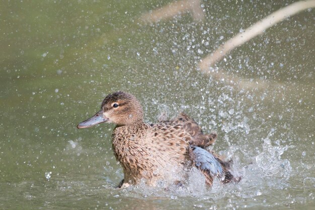 Pato multicolorido enquanto espirra no fundo verde da água