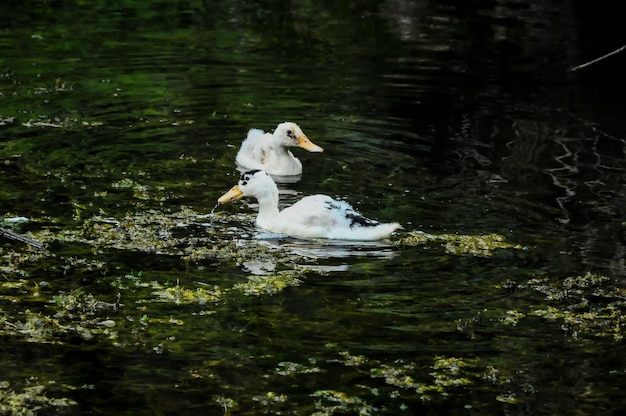 Foto pato muscovy nadando