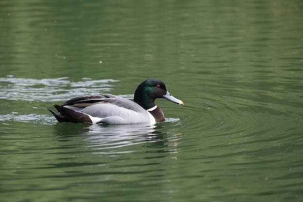 pato na água