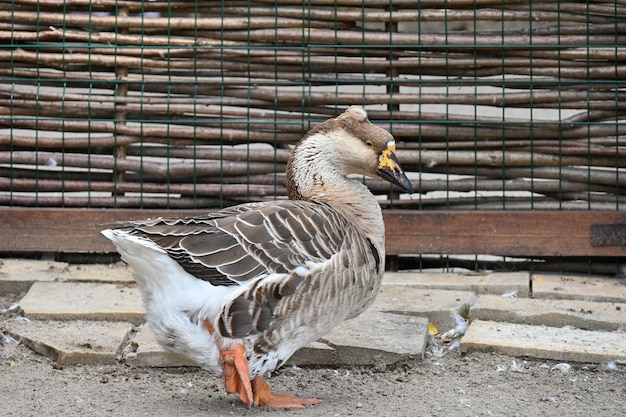 Pato na fazenda fica em uma pata