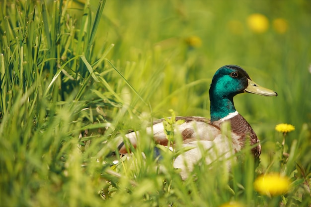 Pato na grama verde