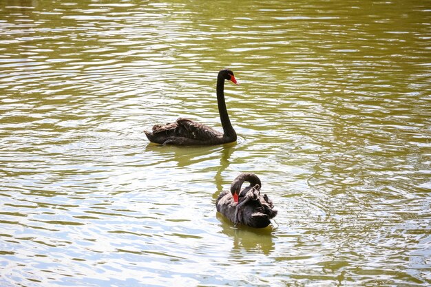 pato na lagoa na natureza verde