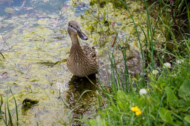 Pato na lagoa