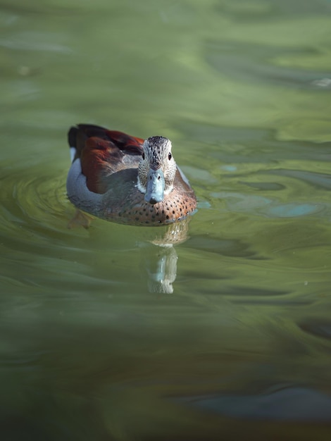 pato na lagoa