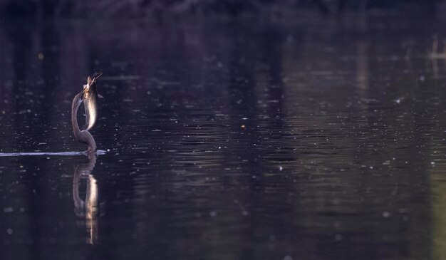 Foto un pato nada en el agua frente a un árbol.